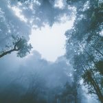 森林浴對睡眠品質的影響：遠離失眠的自然療法